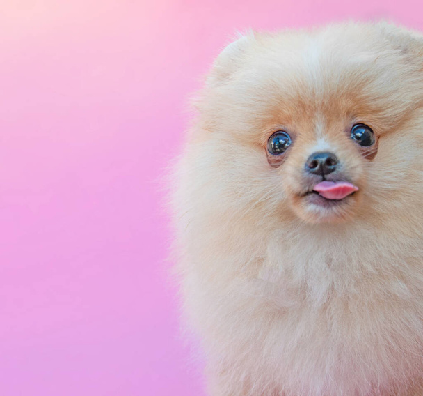 Gold funny lick pretty pomeranian puppy on the pink background - Foto, afbeelding