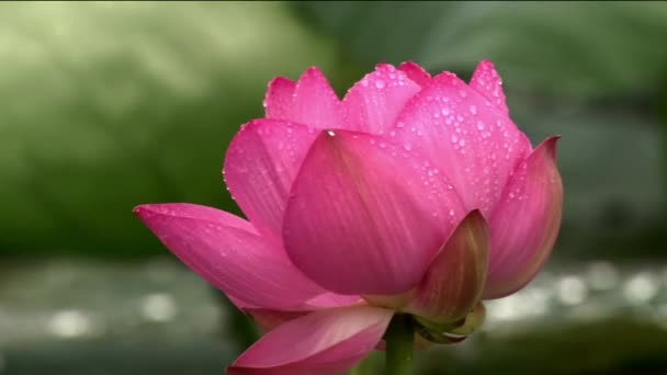 A lótuszvirág rózsaszín virágait reggel mutatják be. Időeltolódás a rózsaszín vízlótuszvirágról. A lótuszvirágot levelek veszik körül. - Felvétel, videó