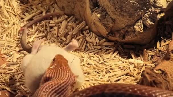 Karmienie węża kukurydzianego TIMELAPSE - Materiał filmowy, wideo
