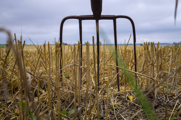 Horquilla en un campo agrícola después de la cosecha en una vista a bajo nivel del suelo de los dientes y la hojarasca del cultivo de cereales - Foto, imagen
