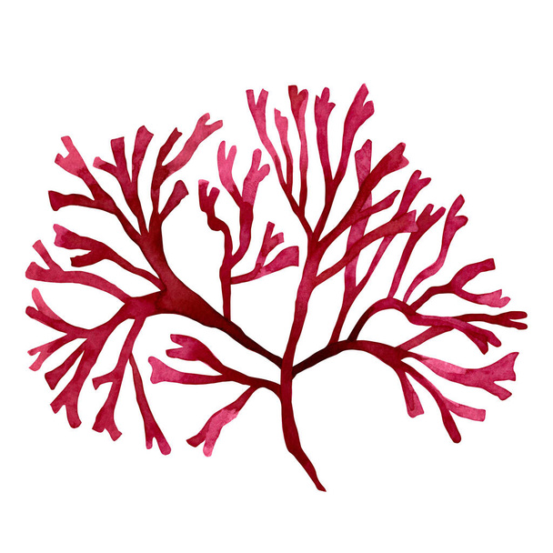 Algues rouges, varech dans l'océan, aquarelle peinte à la main élément isolé sur fond blanc. Aquarelle dessin d'illustration algues rouges. Avec chemin de coupe - Photo, image