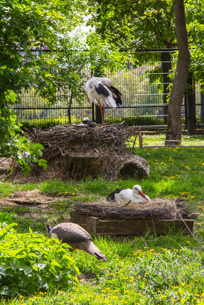 Cegonhas no parque na Ilha Margaret, em Budapeste. Hungria - Foto, Imagem