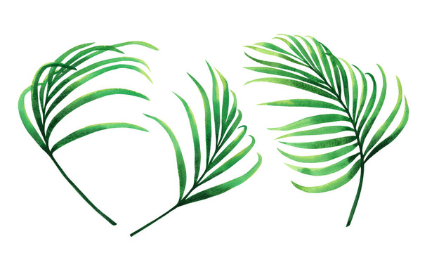 Watercolor painting set coconut, palm leaf,green leave isolated on white background.Watercolor hand painted illustration tropical exotic leaf for wallpaper vintage Hawaii style pattern.clipping path - Photo, Image