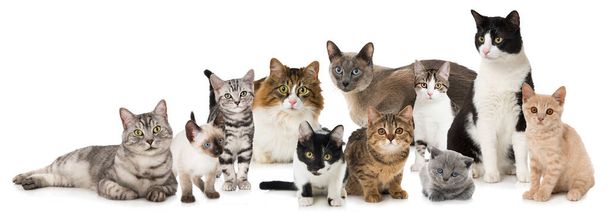 Skupina různých koček izolovaných na bílém - Fotografie, Obrázek