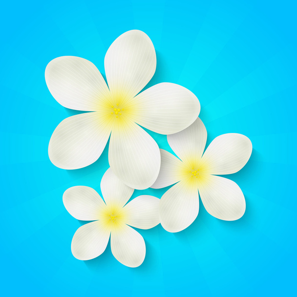 White flowers on blue background - Vector, Image