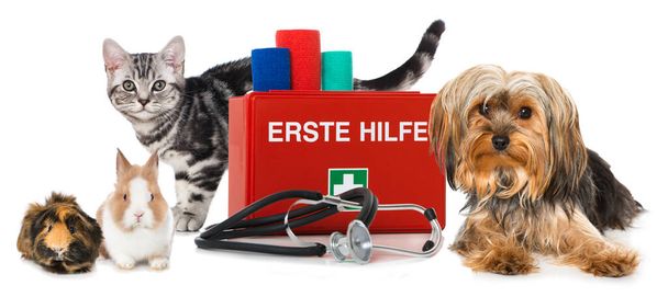 Pets first aid on background, close up - Photo, Image