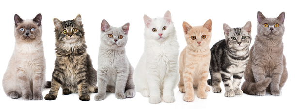 Сім молодих котів на фоні, крупним планом
 - Фото, зображення