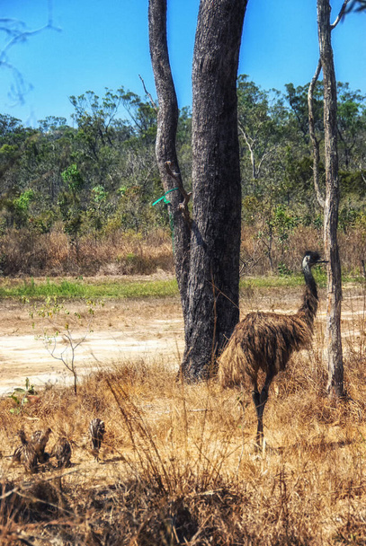 Emu (Dromaius novaehollandiae), Atherton Tablelands, North Queensland, QLD, Australia - Foto, Imagen