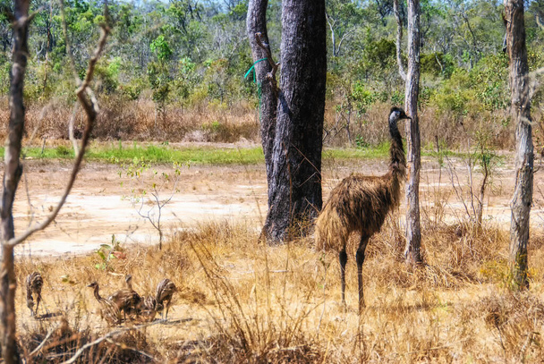 Emu (Dromaius novaehollandiae), Atherton Tablelands, North Queensland, QLD, Australia - Фото, зображення