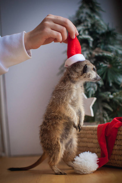 The meerkat or suricate cub in decorated room with Christmass tree. - Photo, image