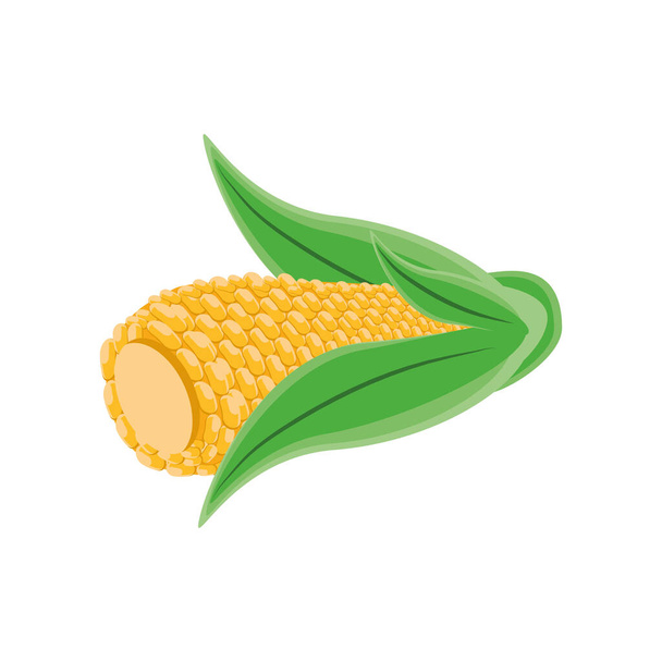 corn cob on white background - Vector, Image