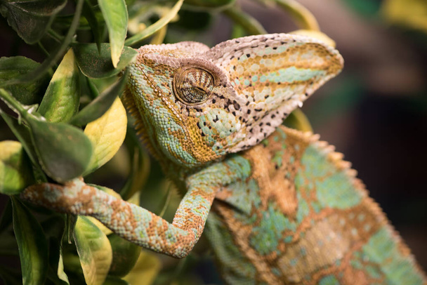 Wild life and reptiles concept. Chamaeleo calyptratus with green skin - Foto, afbeelding