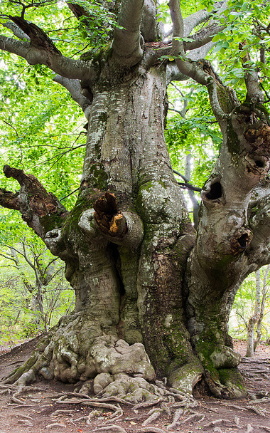 дуб в лісі
 - Фото, зображення