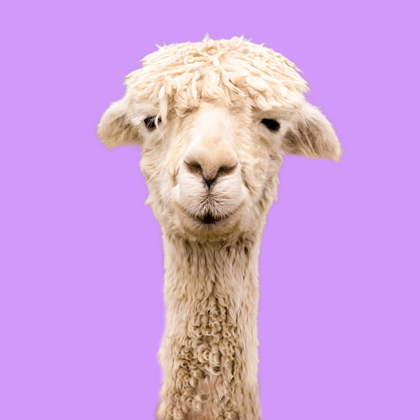 Divertida alpaca sobre fondo púrpura - Foto, imagen