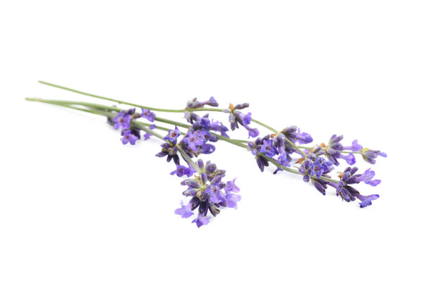 Beautiful blooming lavender flowers on white background - Фото, изображение