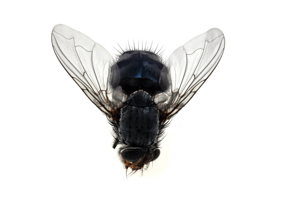 Fly close-up na bílém pozadí - Fotografie, Obrázek