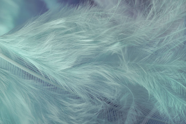 Close up Bird feather. Beautiful background texture. Macro photography view.  - Valokuva, kuva