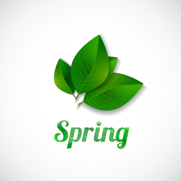 Green leaves and word "Spring" - Вектор,изображение