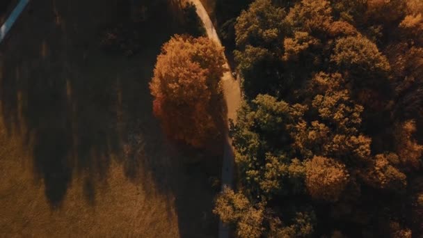 Imágenes aéreas de drones vista superior del parque, la naturaleza, los árboles - Metraje, vídeo
