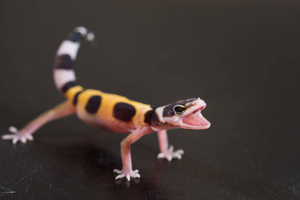 Słodki lampart gecko stoi w pozycji obronnej. Jaszczurka mała (Eublepharis Macularius)). - Zdjęcie, obraz