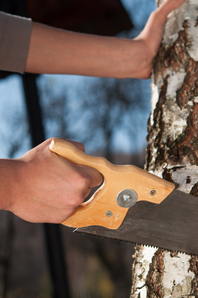 man cutting the branch of a tree with a saw - Фото, изображение