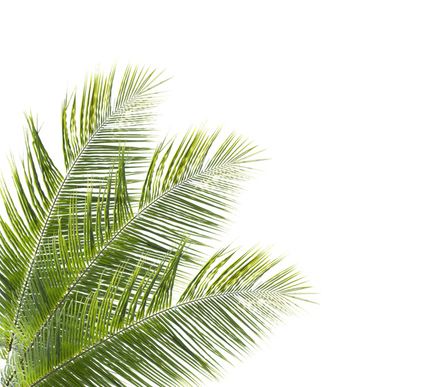Kokosnussblätter isoliert auf weißem Hintergrund - Foto, Bild