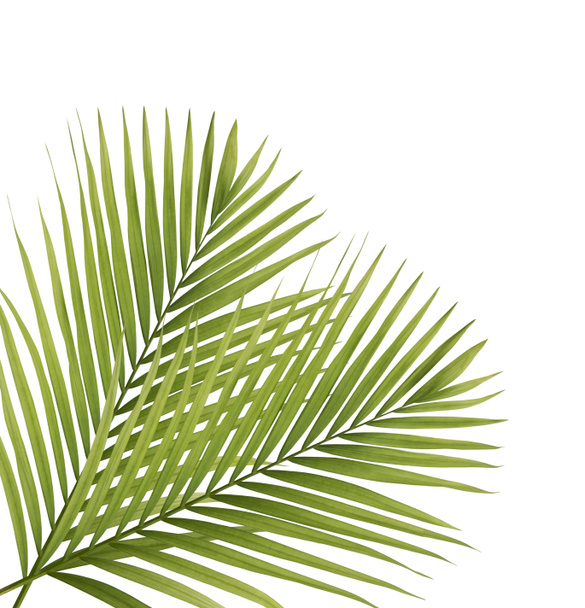 Palm leaves frame isolated on white background - Photo, Image