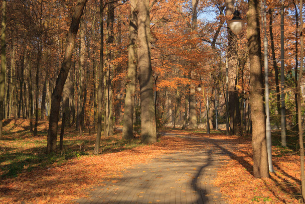 The alley of autumn park, permeated with sunlight - Fotografie, Obrázek
