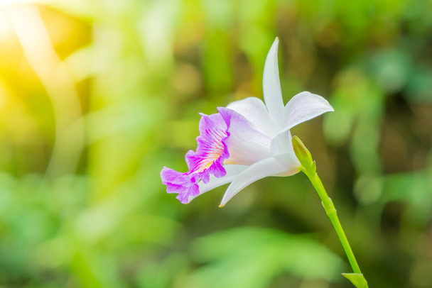 white and pink color of ground orchid, Arundina graminifolia terrestrial orchid. It is also known as Bamboo orchid or Bird orchid. - Photo, Image