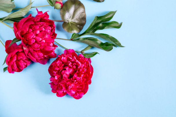 Red peonies on a sky blue background with green begonia leaves. Background template banner blue paper copy space backdrop mock up invitation design greeting card. Flat lay. - Fotoğraf, Görsel