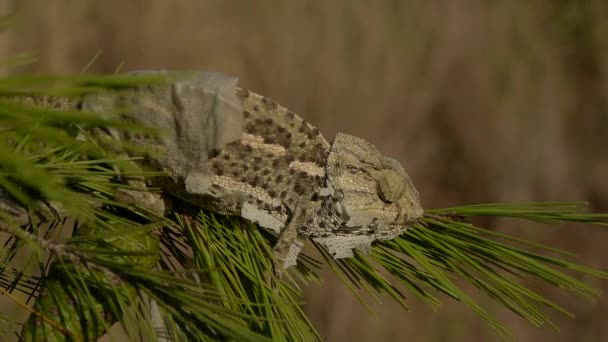 Common chameleon moulting - Footage, Video