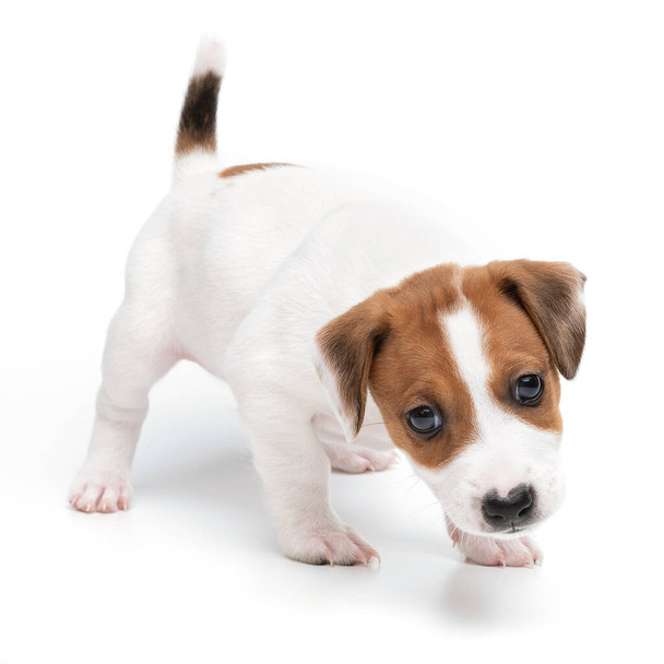 Portret cute szczeniak szczeniak Jack Russell terrier gra izolowane na białym tle. - Zdjęcie, obraz