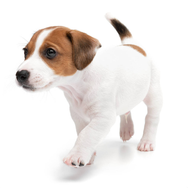 Porträt niedlich glücklich Welpen Hund Jack Russell Terrier spielen isoliert auf weißem Hintergrund. - Foto, Bild