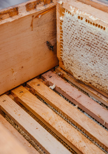 Marcos de madera de miel se instalan en la colmena. Casa de abejas, apicultura. Marco con panal de abeja. La miel en el marco está preparada para descargar y llenar. - Foto, Imagen