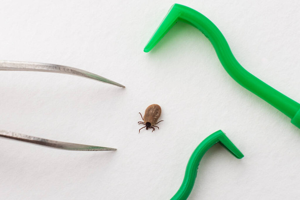 a dangerous insect is a tick that has drunk blood and is spread out around it with a tool for pulling it out. a spatula for twisting the tick and tweezers. - Foto, afbeelding
