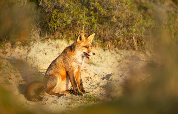 Detail mladé lišky obecné (Vulpes vulpes) sedící na písku, Nizozemsko. - Fotografie, Obrázek