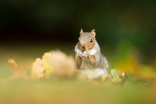 Közel egy cuki szürke mókushoz, aki mogyorót eszik. Ősz Angliában. - Fotó, kép