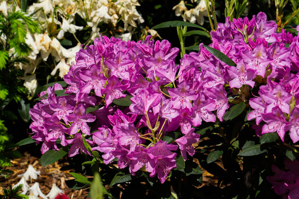 Beautiful lilac rhododendron flower in the garden - Photo, Image