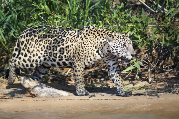 Κοντινό πλάνο μιας Τζάγκουαρ που περπατά στην άμμο κατά μήκος μιας όχθης ποταμού, Pantanal, Βραζιλία. - Φωτογραφία, εικόνα