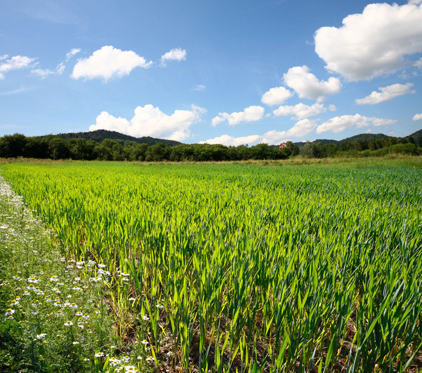 Spring wheat field - Photo, Image