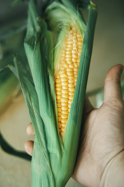 початок кукурузы в руке. держа свежий и вкусный кукурузный початок. сладкая кукуруза с зелеными листьями - Фото, изображение