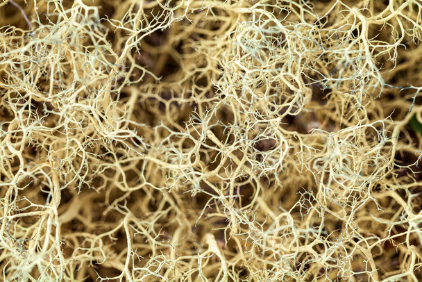 мохи і лишайники тундри, поза фокусом, розмиті, макрос
 - Фото, зображення