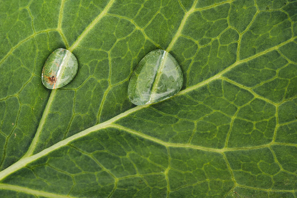 листя капусти в природі як фон, покритий краплями дощу
 - Фото, зображення