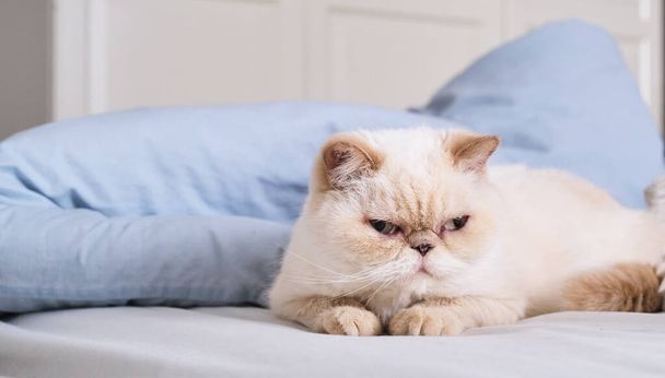 Милая домашняя кошка, сидящая на кровати среди одеял. Красная точка экзотического цвета - Фото, изображение