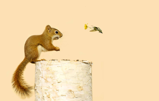 szczęśliwy dziecko wiewiórka dostaje prezent od jego koliber przyjaciel. - Zdjęcie, obraz