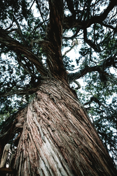 Madera aserrada podrida, primer plano de árbol viejo y textura de madera
 - Foto, imagen