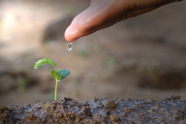 Abstrato mão brotando água para mudas Plantio de pêssego para crescer proteção ambiental sustentável
. - Foto, Imagem