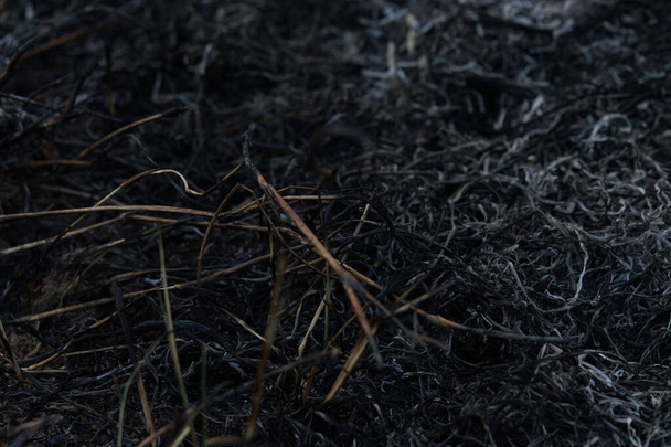 Débris de cendres après un incendie dans la forêt. - Photo, image