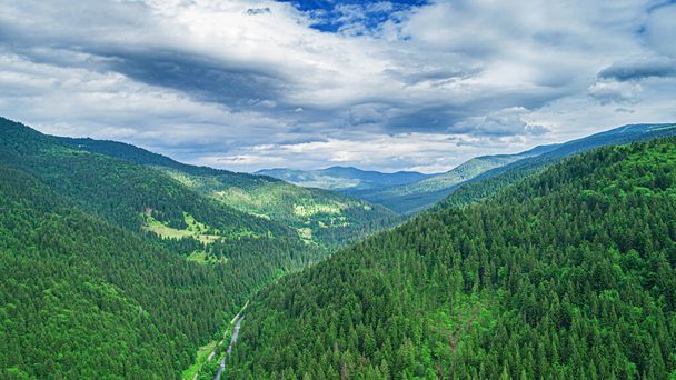 Beautiful pine trees on background high mountains. - Fotoğraf, Görsel