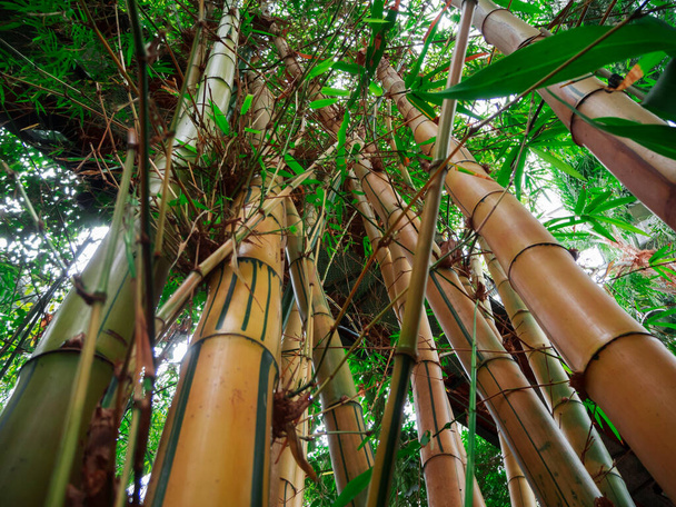 Vista de largo ângulo de troncos de bambu pontiagudos (lat: Bambusoideae) com folhagem verde na frente do céu brilhante
. - Foto, Imagem